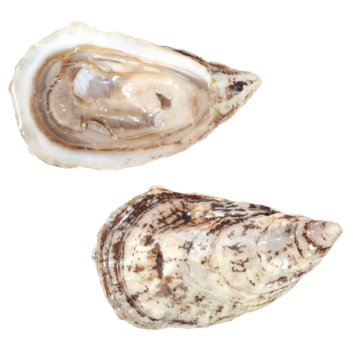 TRÉSOR DU LARGE OYSTER