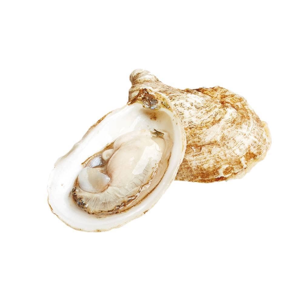 CHEEBOOKTOOK OYSTER