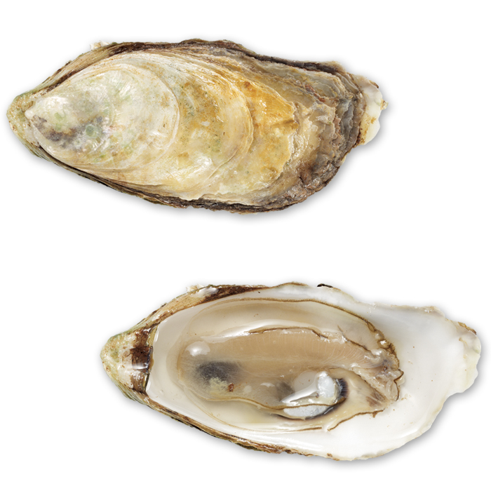 MALPÈQUE OYSTER